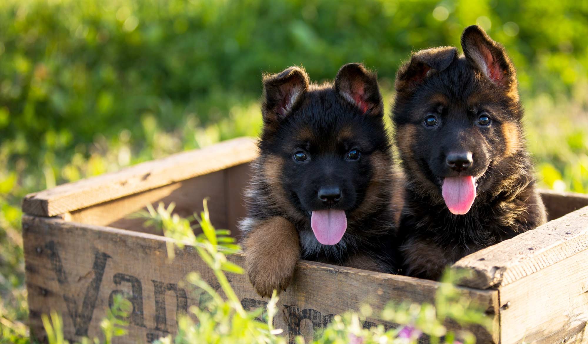 German Shepherd Puppy Breeders